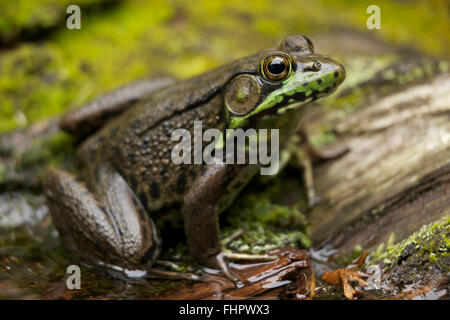 Rana verde, Lithobates clamitans, (Rana clamitans), NY Foto Stock