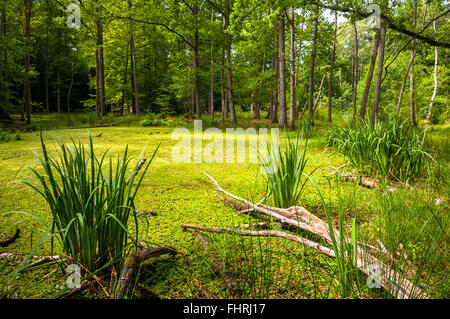 Bog foresta con deadwood e acqua bandiera (Iris pseudacorus), frogbit (Hydro morsus-ranae) e water violet (Hottonia palustris) Foto Stock