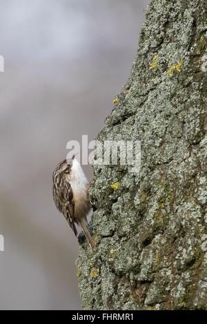 Rampichino (Certhia brachydactyla) su un tronco di albero, Hesse, Germania Foto Stock