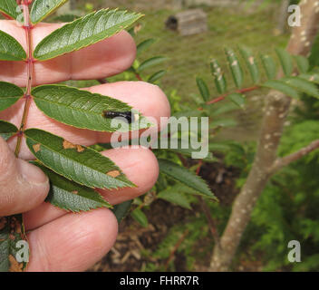 Pera slug (Caliroa cerasi) larva sulla foglia di Sorbus 'Promessa orientale" tenuto da fotografo Foto Stock