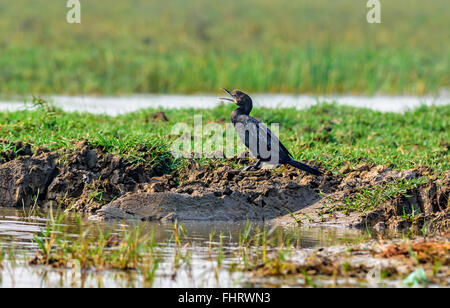 Uccello, cormorano, poco cormorano, Microcarbo niger, dal bordo di acqua, spazio di copia Foto Stock