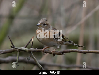 Femmina (brambling Fringilla montifringilla) a Blashford laghi in Hampshire, Inghilterra Foto Stock