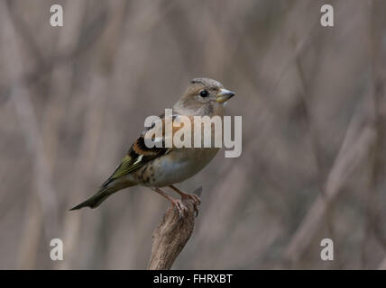 Femmina (brambling Fringilla montifringilla) a Blashford laghi in Hampshire, Inghilterra Foto Stock