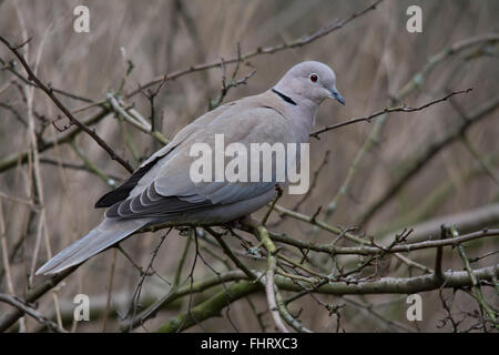 Colavale (Streptopelia decaocto) presso i laghi di Blashford nell'Hampshire, Inghilterra, Regno Unito Foto Stock