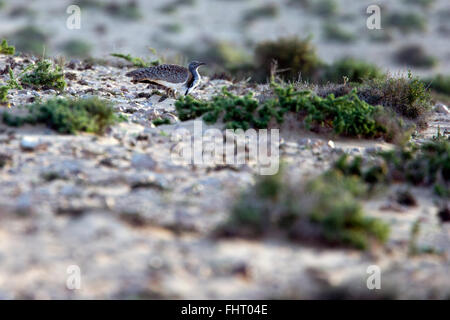 Houbara Bustard, (Chlamydotis undulata fuertaventurae), una gara endemiche, Fuertaventura, Isole Canarie, Spagna. Foto Stock