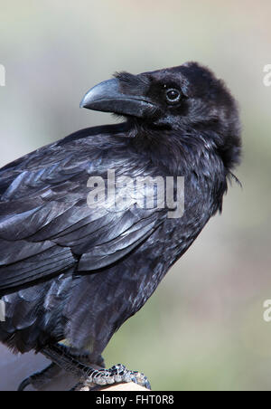 Comune di Corvo Imperiale (Corvus corax), Fuertaventura, Isole Canarie, Spagna. Foto Stock