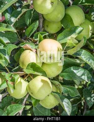 Ripe Golden Delicious sull'albero. Closeup shot. Foto Stock