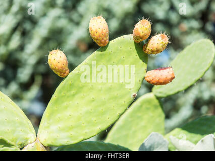 Green pungenti foglie di cactus. Close up. Foto Stock