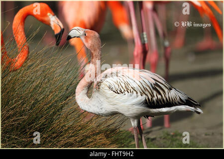 Caraibi Flamingo capretti (Phoenicopterus ruber) Foto Stock