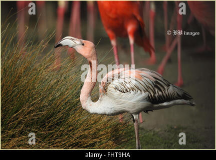 Caraibi Flamingo capretti (Phoenicopterus ruber) Foto Stock