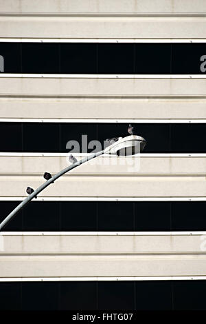 Diversi i piccioni sulla lanterna Foto Stock