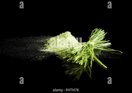 Wheatgrass. Foto Stock