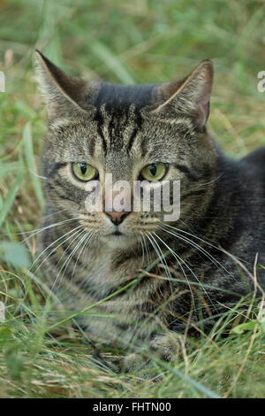 Il gatto domestico, Tabby cat, una volta feral cat realizzato in PET, Ithaca, New York Foto Stock
