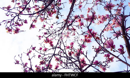 Londra, UK, 26 Febbraio 2016 - la fioritura dei ciliegi in fiore inizia su un albero in un parco nella zona nord di Londra, dopo un caldo inverno è la natura che mostra i segni dell'arrivo della primavera. Credito: Dinendra Haria/Alamy Live News Foto Stock