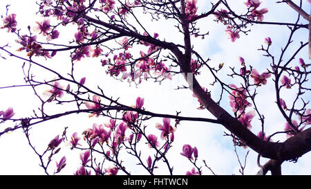 Londra, UK, 26 Febbraio 2016 - la fioritura dei ciliegi in fiore inizia su un albero in un parco nella zona nord di Londra, dopo un caldo inverno è la natura che mostra i segni dell'arrivo della primavera. Credito: Dinendra Haria/Alamy Live News Foto Stock