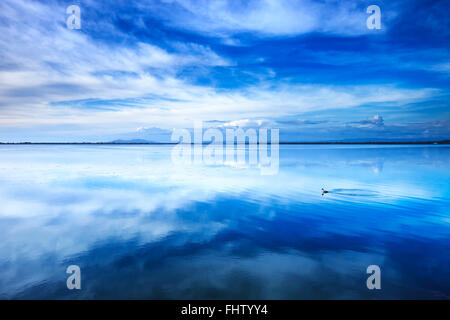 Tramonto paesaggio blu. Tuffetto diving uccello in una laguna con la riflessione. Laguna di Orbetello con la riflessione, Argentario, Tusca Foto Stock