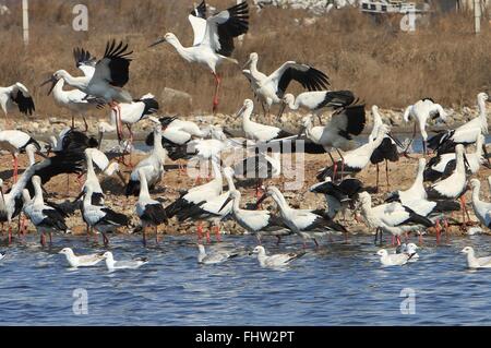 Dalian, cinese della provincia di Liaoning. 26 Febbraio, 2016. Un gregge di cicogne orientali cerca di cibo a Zhangjiacun zona umida di Dalian, a nord-est della Cina di Provincia di Liaoning, Feb 26, 2016. © Wang Hua/Xinhua/Alamy Live News Foto Stock