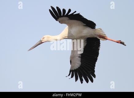 Dalian, cinese della provincia di Liaoning. 26 Febbraio, 2016. Un oriental stork vola nel cielo sopra la zona umida Zhangjiacun di Dalian, a nord-est della Cina di Provincia di Liaoning, Feb 26, 2016. © Wang Hua/Xinhua/Alamy Live News Foto Stock