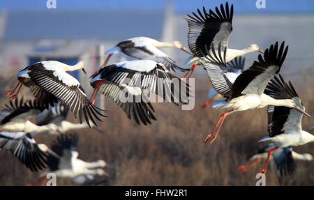 Dalian, cinese della provincia di Liaoning. 26 Febbraio, 2016. Oriental cicogne volare oltre la zona umida Zhangjiacun di Dalian, a nord-est della Cina di Provincia di Liaoning, Feb 26, 2016. © Wang Hua/Xinhua/Alamy Live News Foto Stock