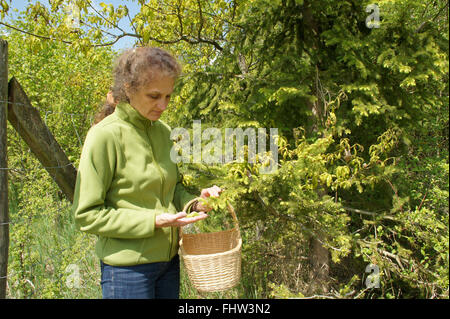 Picking abete rosso-spara Foto Stock