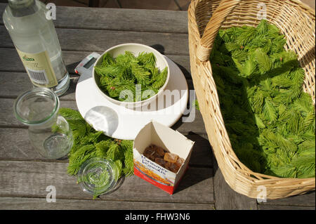 Abete rosso del liquore di preparazione, ingredienti Foto Stock