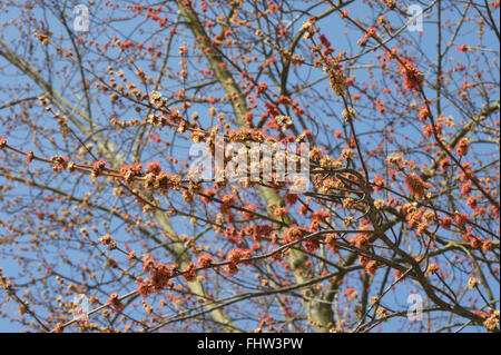 Acer saccharinum, acero argento Foto Stock