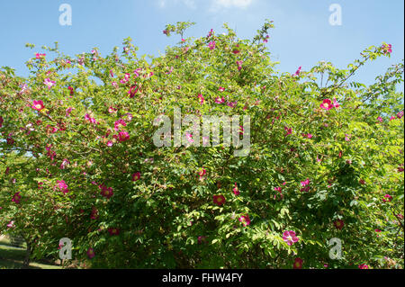 Rosa pendulina, Alpenrose, Alpine rose Foto Stock