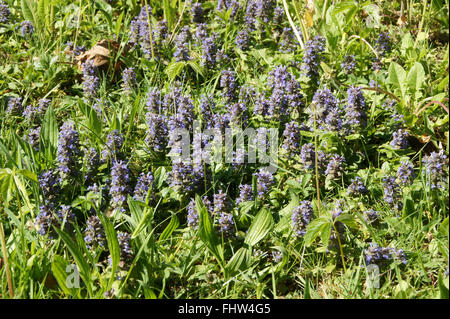 Ajuga reptans, Bugle Foto Stock