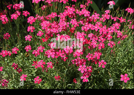 Dianthus deltoides, Maiden rosa Foto Stock