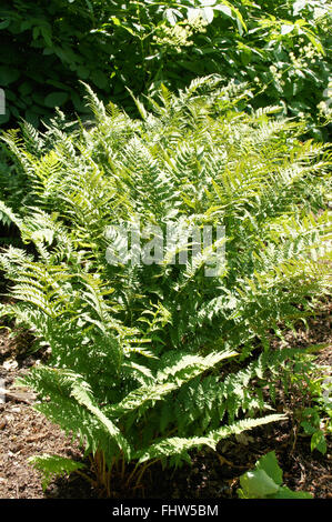 Dryopteris marginalis, marginale felce in legno Foto Stock