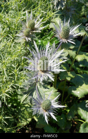 Eryngium alpinum, Alpine mare holly Foto Stock