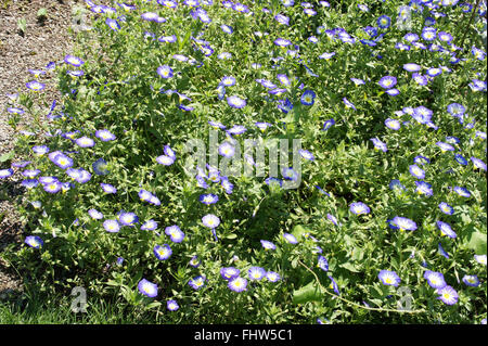 Convolvulus tricolore, Dwarf gloria di mattina Foto Stock