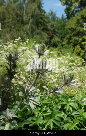 Eryngium alpinum, Alpine mare holly Foto Stock