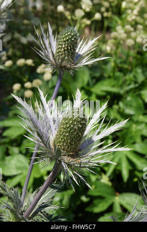 Eryngium alpinum, Alpine mare holly Foto Stock