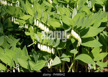 Polygonatum odoratum, guarnizione delle Salomone Foto Stock