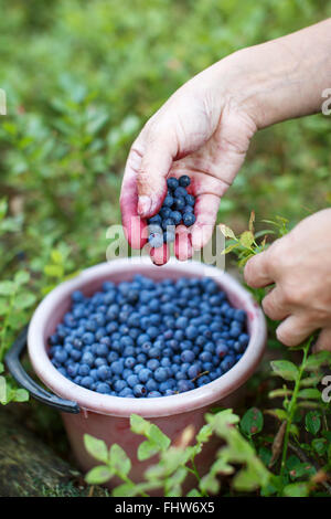 Mani femminili picking mirtilli neri nella foresta. La raccolta di mirtilli in un piccolo secchio pieno di bacche mature Foto Stock