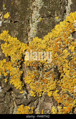 Xanthoria parietina, comune lichene arancione Foto Stock
