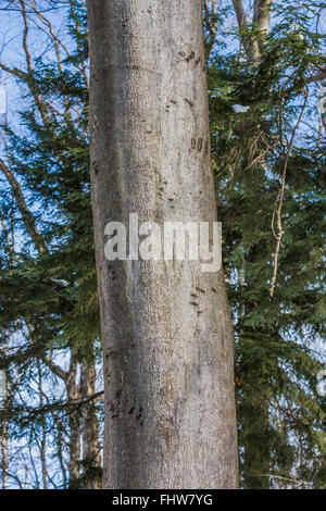 American Black Bear Claw contrassegni effettuati sul tronco di un americano di faggio in Pictured Rocks National Lakeshore, Michigan, Stati Uniti d'America Foto Stock