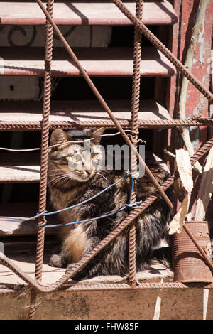 Cat guardando fuori dietro le barre a griglia a l'Avana, Cuba, West Indies, dei Caraibi e America centrale Foto Stock