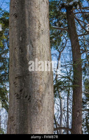 American Black Bear Claw contrassegni effettuati sul tronco di un americano di faggio in Pictured Rocks National Lakeshore, Michigan, Stati Uniti d'America Foto Stock