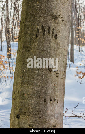 American Black Bear Claw contrassegni effettuati sul tronco di un americano di faggio in Pictured Rocks National Lakeshore, Michigan, Stati Uniti d'America Foto Stock