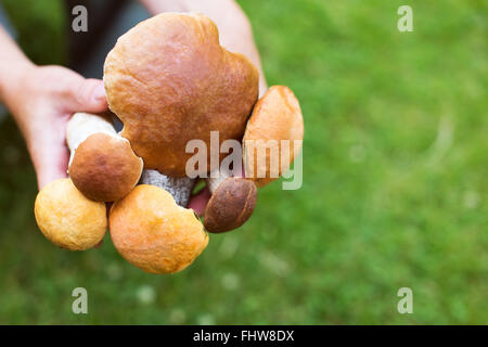 Funghi Porcini e funghi porcini nelle mani della donna. Profondità di campo Foto Stock