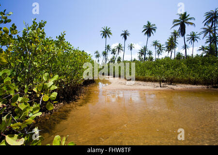 Mangrove in Imbassai beach - Costa nord Foto Stock