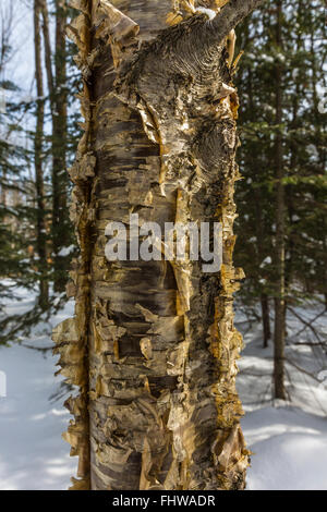 Yellow Birch, Betual alleghaniensis, albero con peeling giallo-bronzo corteccia, Pictured Rocks National Lakeshore, Michigan, Stati Uniti d'America Foto Stock
