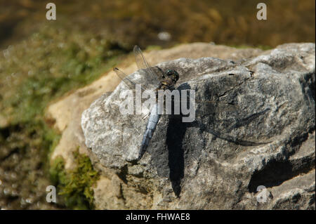 Libellula depressa, ampia corposo chaser Foto Stock