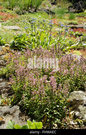 Teucrium chamaedrys, Wall germander Foto Stock