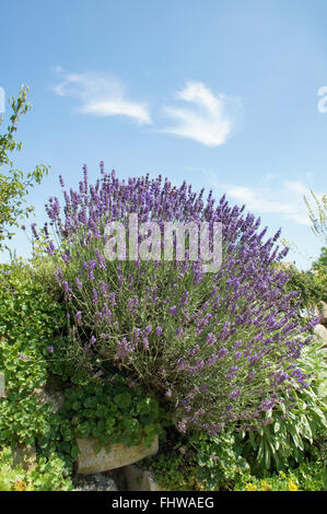 Lavandula officinalis, lavanda Foto Stock