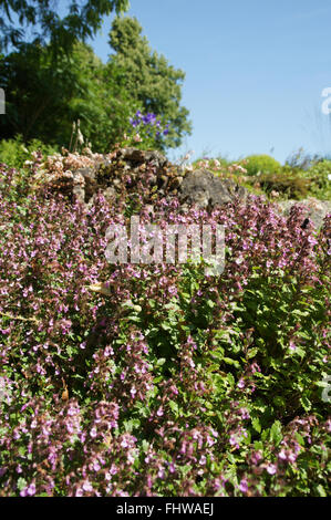 Teucrium chamaedrys, Wall germander Foto Stock