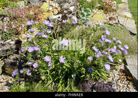 Stokesia laevis, Stokes aster Foto Stock