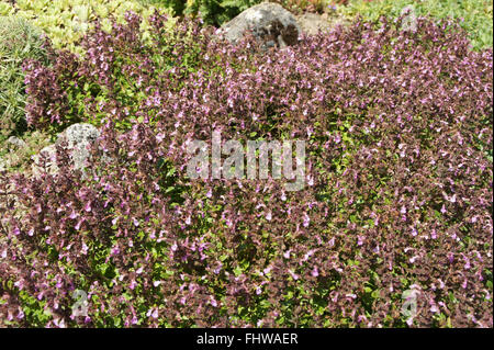 Teucrium chamaedrys, Wall germander Foto Stock